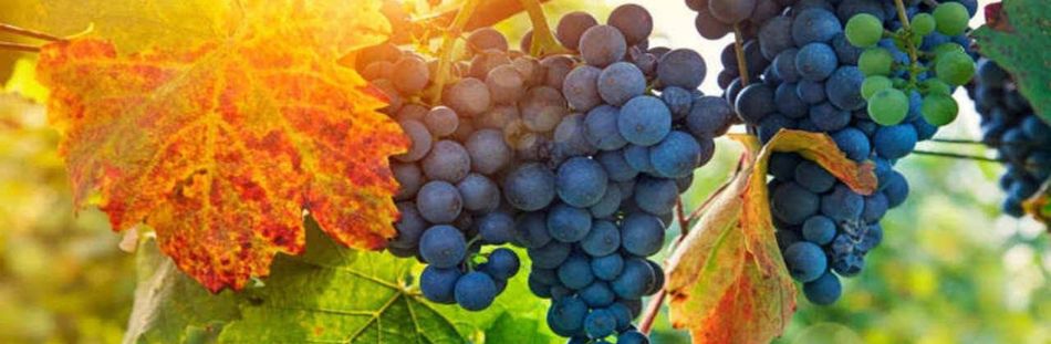 Evangelio 24 de septiembre con comentario de Patricia Hevia rscj