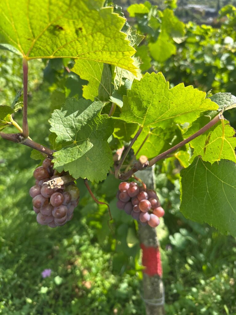 La Casa Madre visita a Joigny La Casa Madre visita a Joigny